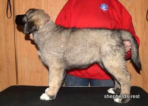 Image of Anatolian Shepherd Taş Bebek