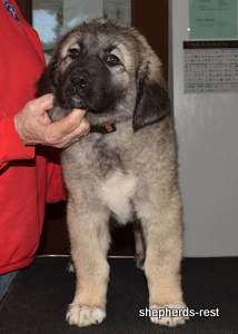 Image of Anatolian Shepherd Taş Bebek
