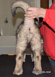 Image of Anatolian Shepherd Taş Bebek