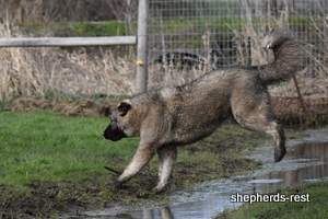 Image of Anatolian Shepherd Taş Bebek