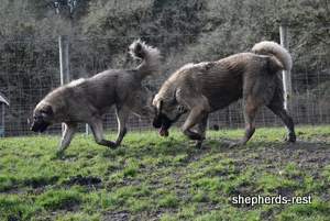 Image of Anatolian Shepherd Taş Bebek