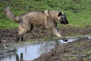 Image of Anatolian Shepherd Taş Bebek
