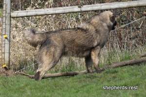 Image of Anatolian Shepherd Taş Bebek