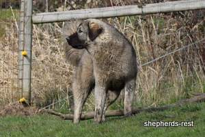 Image of Anatolian Shepherd Taş Bebek