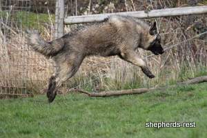 Image of Anatolian Shepherd Taş Bebek