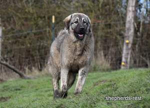 Image of Anatolian Shepherd Taş Bebek