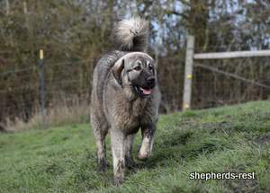 Image of Anatolian Shepherd Taş Bebek