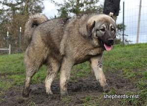 Image of Anatolian Shepherd Taş Bebek