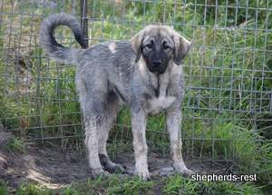 Image of Anatolian Shepherd Taş Bebek