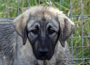 Image of Anatolian Shepherd Taş Bebek