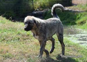 Image of Anatolian Shepherd Taş Bebek