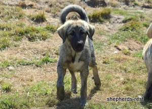 Image of Anatolian Shepherd Taş Bebek