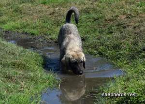 Image of Anatolian Shepherd Taş Bebek