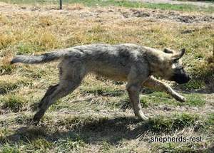 Image of Anatolian Shepherd Taş Bebek