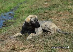 Image of Anatolian Shepherd Taş Bebek