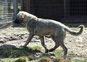 Image of Anatolian Shepherd Taş Bebek