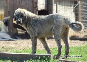 Image of Anatolian Shepherd Taş Bebek