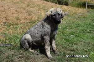 Image of Anatolian Shepherd Taş Bebek