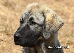 Image of Anatolian Shepherd Taş Bebek