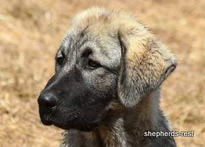 Image of Anatolian Shepherd Taş Bebek