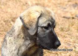 Image of Anatolian Shepherd Taş Bebek