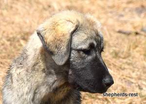 Image of Anatolian Shepherd Taş Bebek
