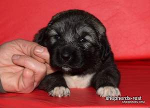 Image of Anatolian Shepherd Taş Bebek