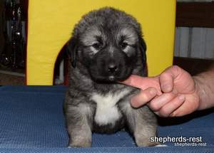 Image of Anatolian Shepherd Taş Bebek
