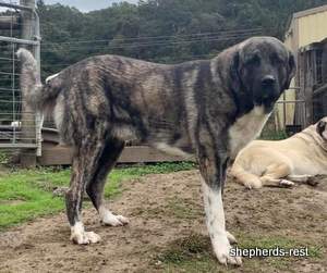 Image of Anatolian Shepherd Tehlikeli
