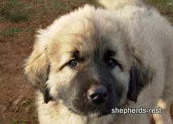 Image of Anatolian Shepherd Torul
