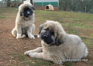 Image of Anatolian Shepherd Torul
