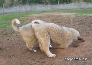 Image of Anatolian Shepherd Torul