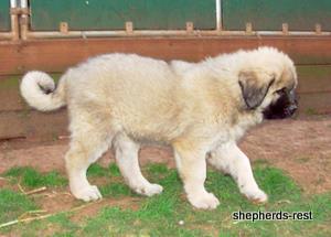 Image of Anatolian Shepherd Torul