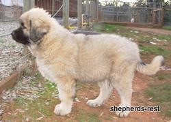 Image of Anatolian Shepherd Torul