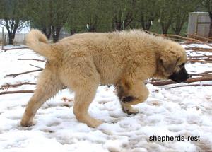 Image of Anatolian Shepherd Torul