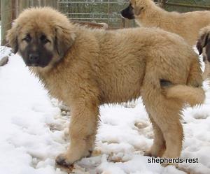 Image of Anatolian Shepherd Torul