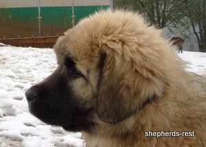 Image of Anatolian Shepherd Torul