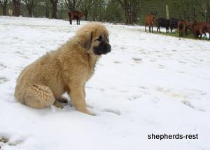 Image of Anatolian Shepherd Torul