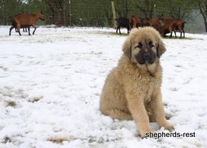 Image of Anatolian Shepherd Torul