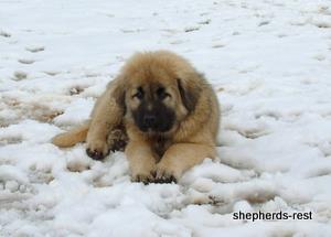 Image of Anatolian Shepherd Torul