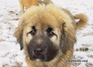 Image of Anatolian Shepherd Torul