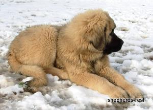 Image of Anatolian Shepherd Torul