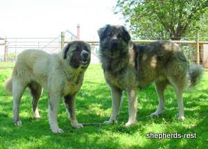 Image of Anatolian Shepherd Torul's Parents