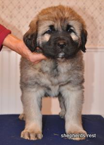 Image of Anatolian Shepherd Torul
