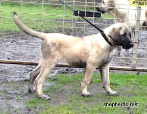 Image of Shepherds Rest Anatolians Samiye of Uludağ