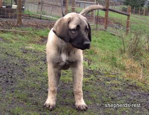 Image of Shepherds Rest Anatolians Samiye of Uludağ
