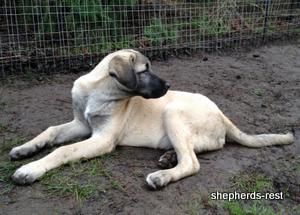 Image of Shepherds Rest Anatolians Samiye of Uludağ