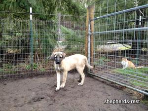 Image of Shepherds Rest Anatolians Samiye of Uludağ