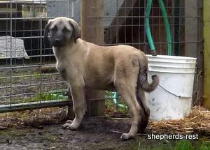 Image of Shepherds Rest Anatolians Samiye of Uludağ