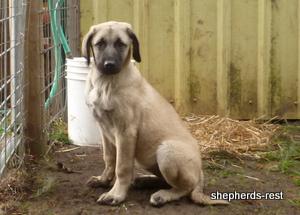 Image of Shepherds Rest Anatolians Samiye of Uludağ